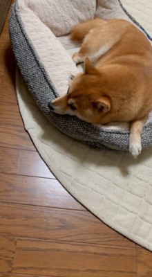 犬用ベッドに寝そべる犬