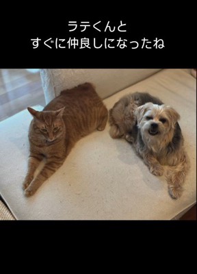 猫の家族も♡