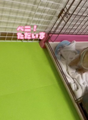 ケージの中にいる犬