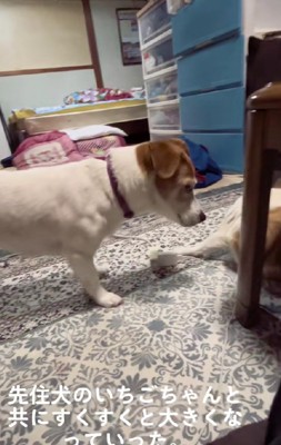 イチゴちゃんと遊ぶミルクちゃん