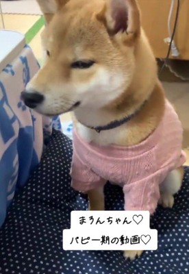 子犬期からお気に入りのピンク