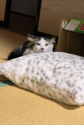 ビビちゃんを遊びに誘うイヴちゃん