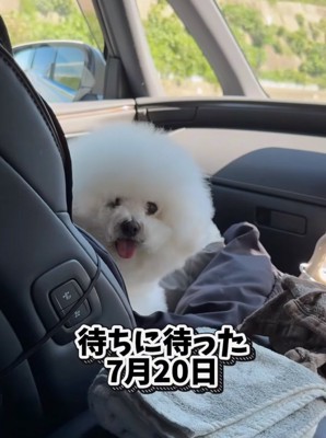 車に乗る犬2