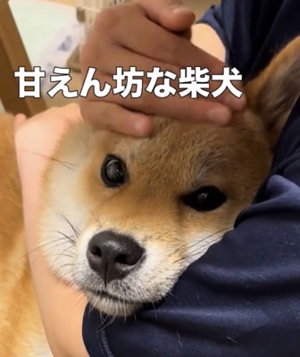 カメラを見つめる犬
