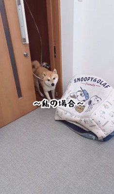朝の挨拶をしに来た2匹の犬