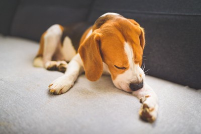 前足を舐めている犬