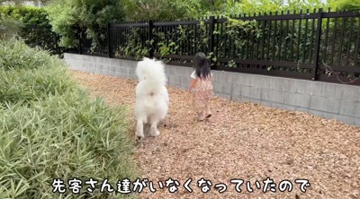ドッグランの中を歩く犬と女の子