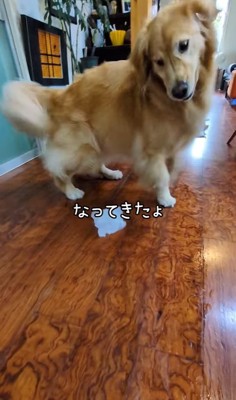 テンションが上がった大型犬