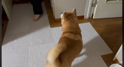 飼い主たちを見つめる犬