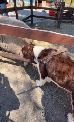 羊のお尻のニオイを嗅ぐ2