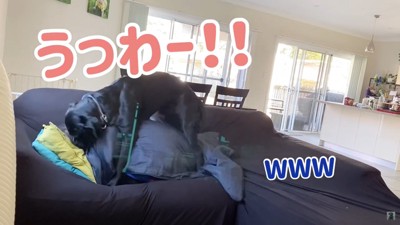 女性を襲う犬