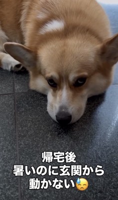 玄関で伏せる犬