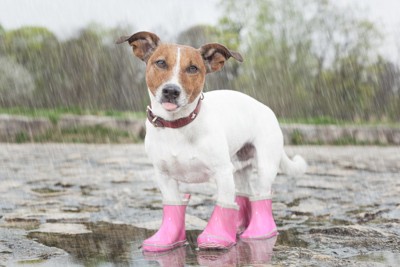 雨に濡れている犬