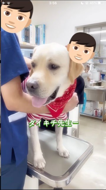 ニコニコで診察台に立つ犬