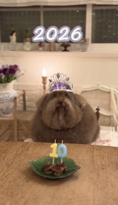 ティアラをつけて座る犬