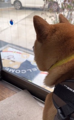 寂しいこむぎ君2