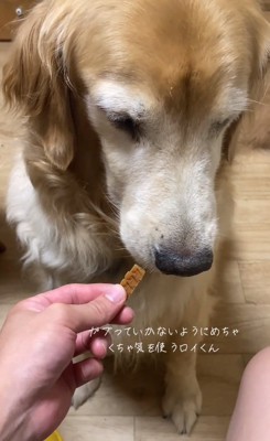 顔を背けるロイくん