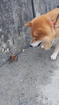 カニに興味津々のスティーブさん2