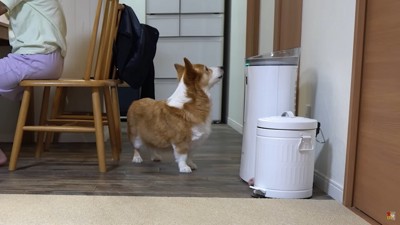 ドアの前に待つ犬