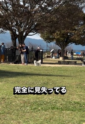 飼い主さんを間違えたピコちゃん