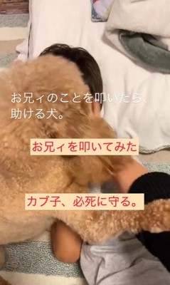 家族を叩くフリをした時のカブ子ちゃん3