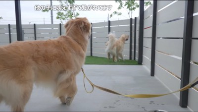 塀の外を見たそうにしている2匹の犬