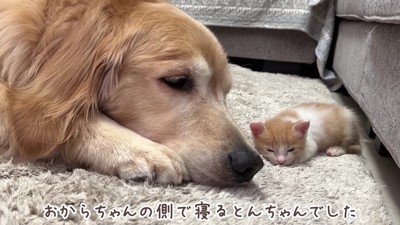 微笑ましいひととき