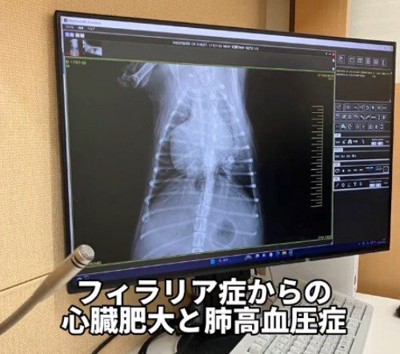 犬の腹部を撮ったレントゲン