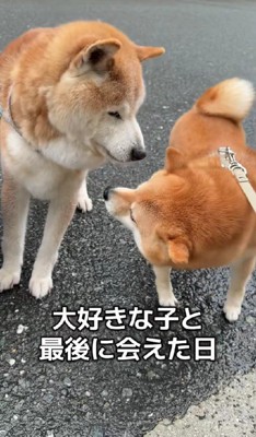 18歳のお友達「ハチ」ちゃん%歳のお友達「ハチ」くん