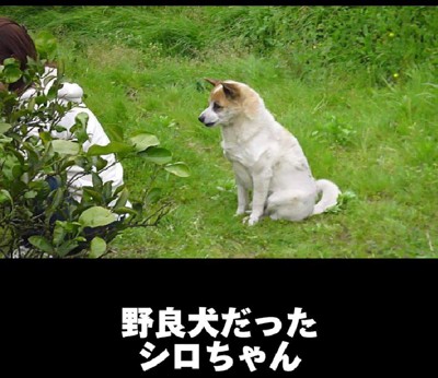 みかん畑の野犬