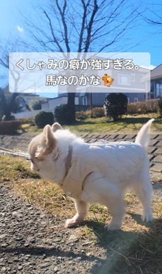 たねちゃんのくしゃみ3