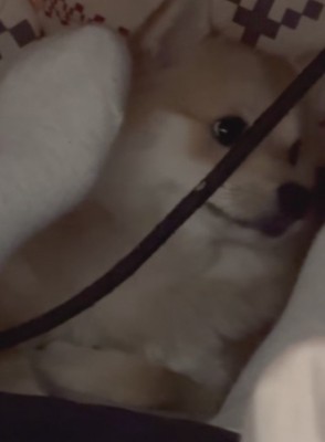 「いや、別に何も…」