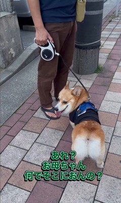 リードを持つ人が交代した時のジノくん7