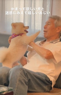 おじいちゃんに構ってほしい小型犬