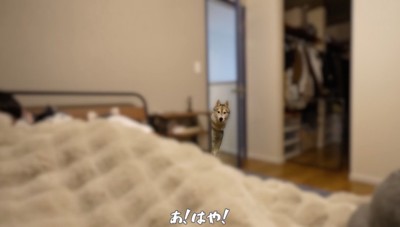寝室のドアから顔を覗かせるシルバーのハスキー犬