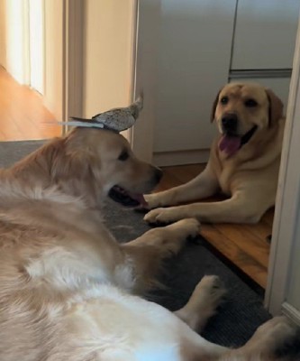 大型犬2匹と一緒にいたのは…