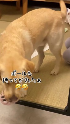 犬が部屋を出ていく姿と見送る赤ちゃん