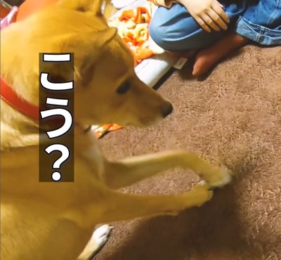 「こう？」とカーペットをナデナデ