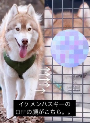 イケメンな茶々丸くんですが…