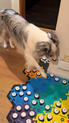 会話ボタンに前足を伸ばす犬