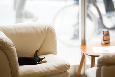 ソファで横になる犬