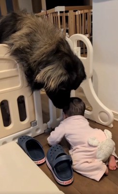 赤ちゃんが心配なバオバオくん