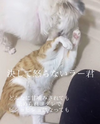 ちょっかいされても怒らないラーくん