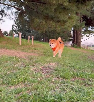 原っぱを歩く柴犬