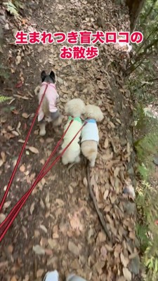 水色の服を着た犬にぶつかる盲目の犬