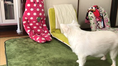 ドッキリに対するコハクくんの反応6