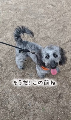 幸せを掴んだオレオくん7