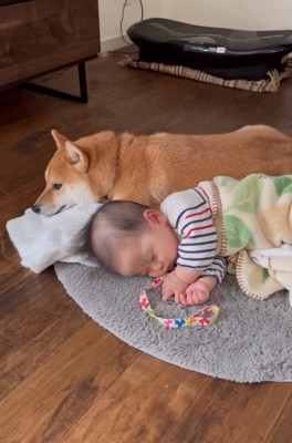 赤ちゃんの隣に寄り添う柴犬