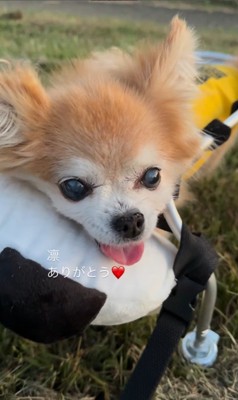 お散歩を楽しむさくらちゃん⑩