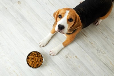 ご飯の前で待てをする犬